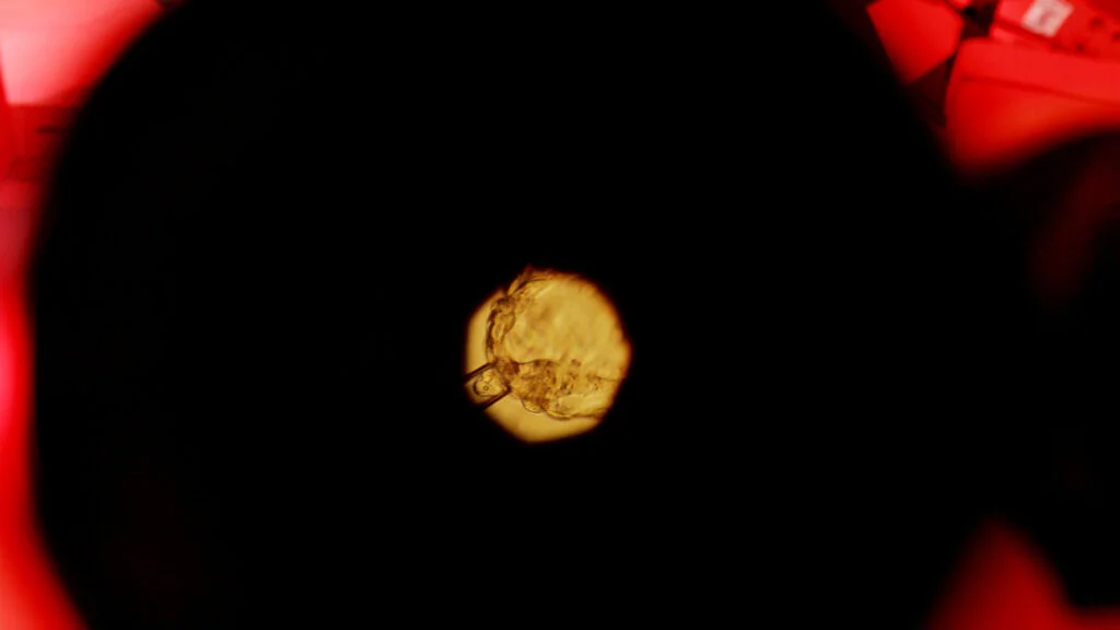 Recent Embryo Editing Breakthroughs Stir Ethical Conversations