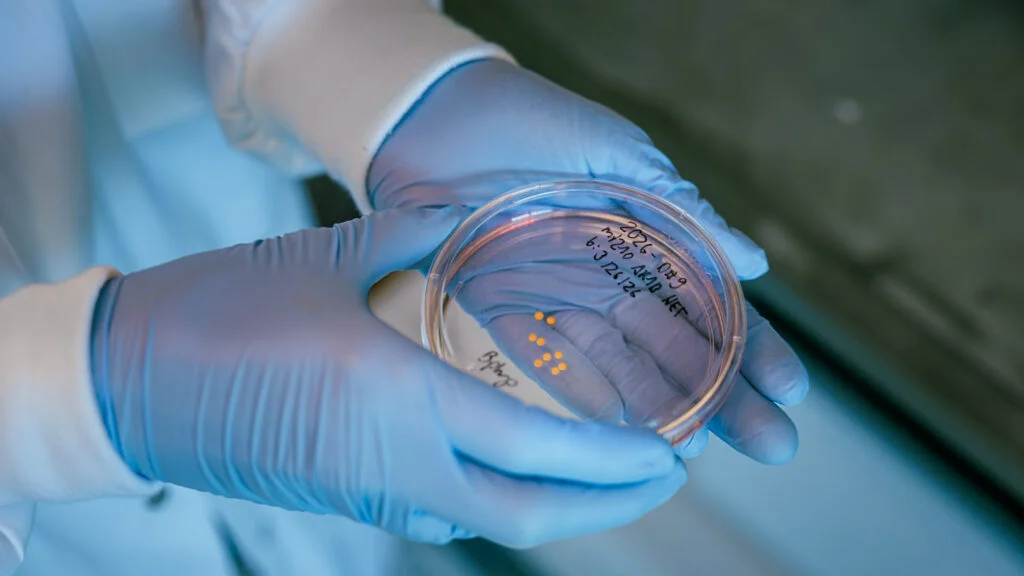 Long-Lived Brain Organoids Offer New Insights into Human Neurology
