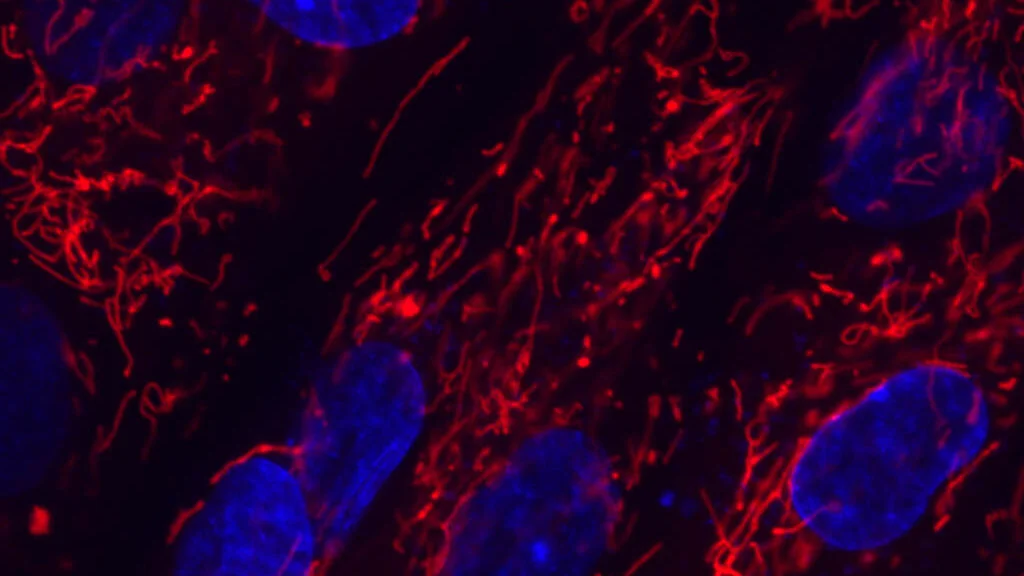 Kyverna's Cell Therapy Demonstrates Long-Lasting Benefits in Autoimmune Conditions