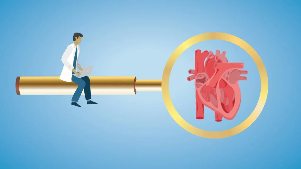 Uncovering New Insights in Cardiac Anatomy Through Observation